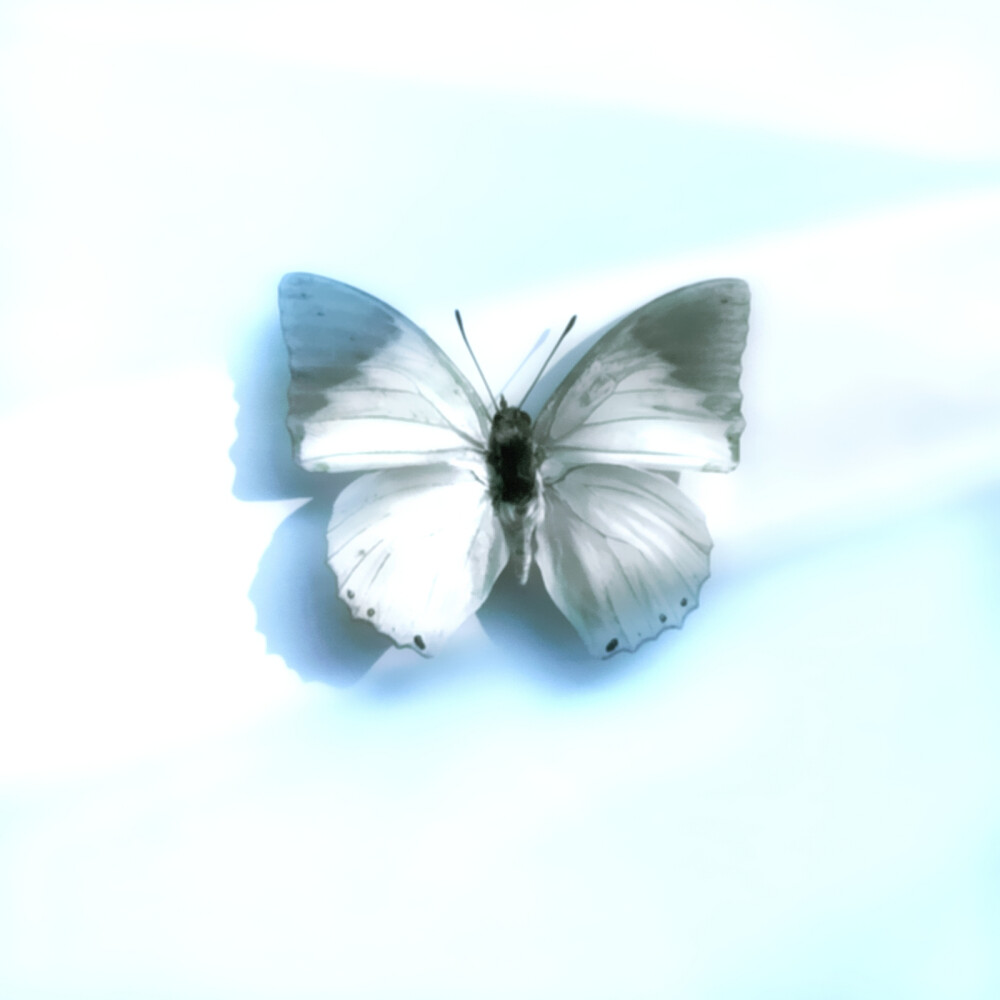 My butterfly lover, please kiss me in the wings of spring.（我的蝴蝶爱人，请在春天的翅膀里吻我）