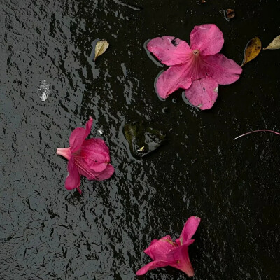 “花出，花开，花盛，花枯，花落，有始就有终”。
背景图