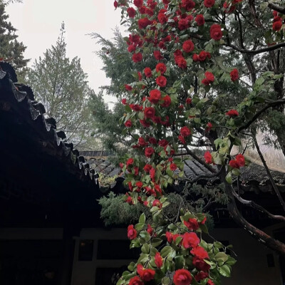 “花出，花开，花盛，花枯，花落，有始就有终”。
背景图