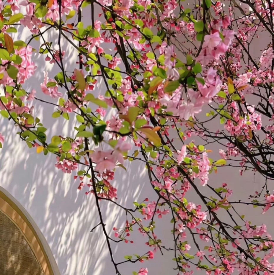 “花出，花开，花盛，花枯，花落，有始就有终”。
背景图