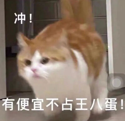 猫猫表情包