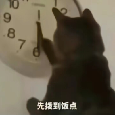 猫猫表情包