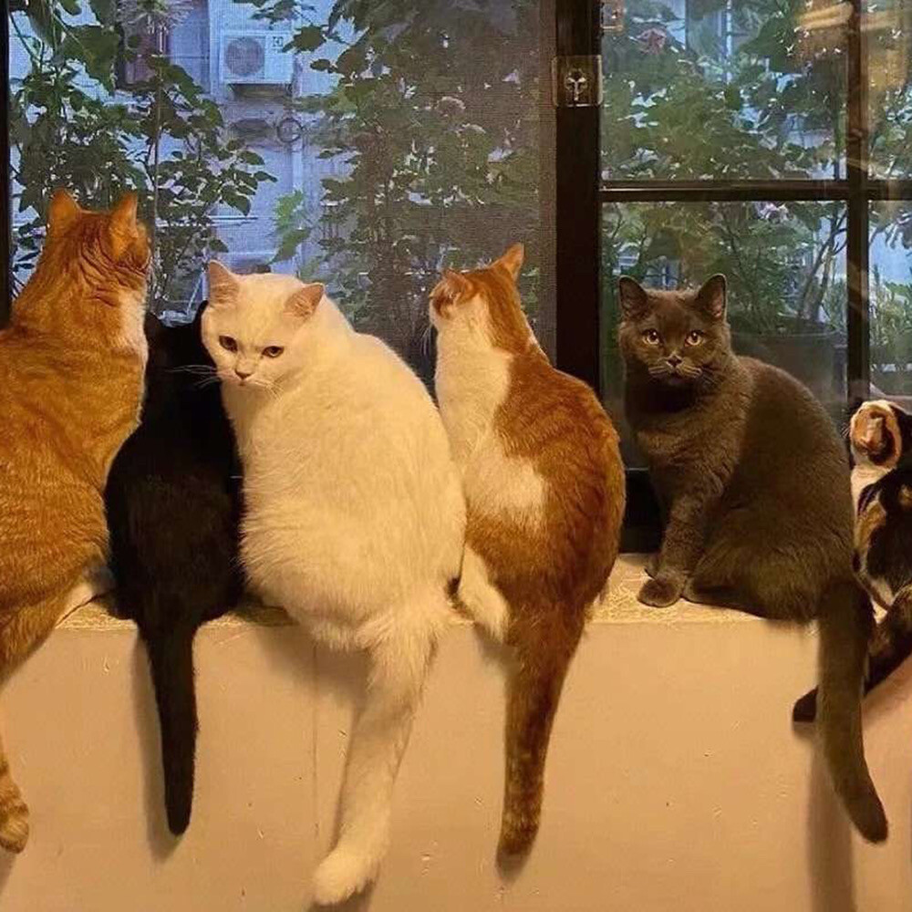萌宠背景图
