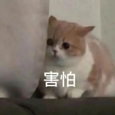 猫猫表情包