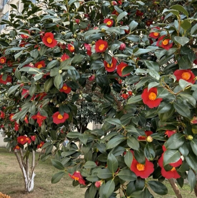 “花出，花开，花盛，花枯，花落，有始就有终”。
背景图