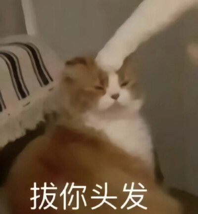 猫猫表情包