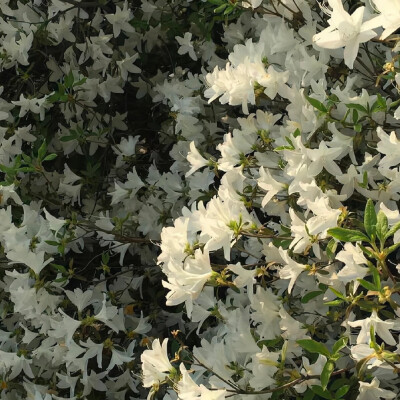 “花出，花开，花盛，花枯，花落，有始就有终”。
背景图