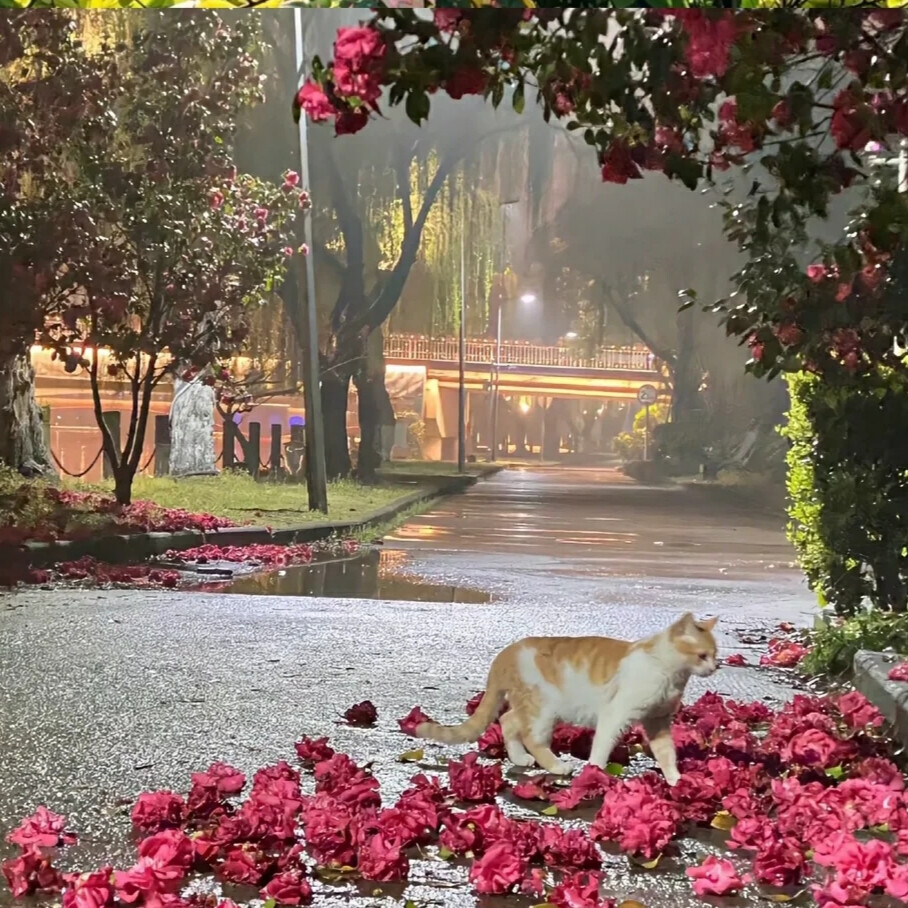 “花出，花开，花盛，花枯，花落，有始就有终”。
背景图