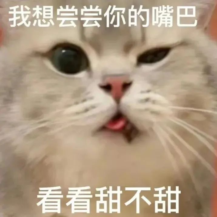 猫猫表情包