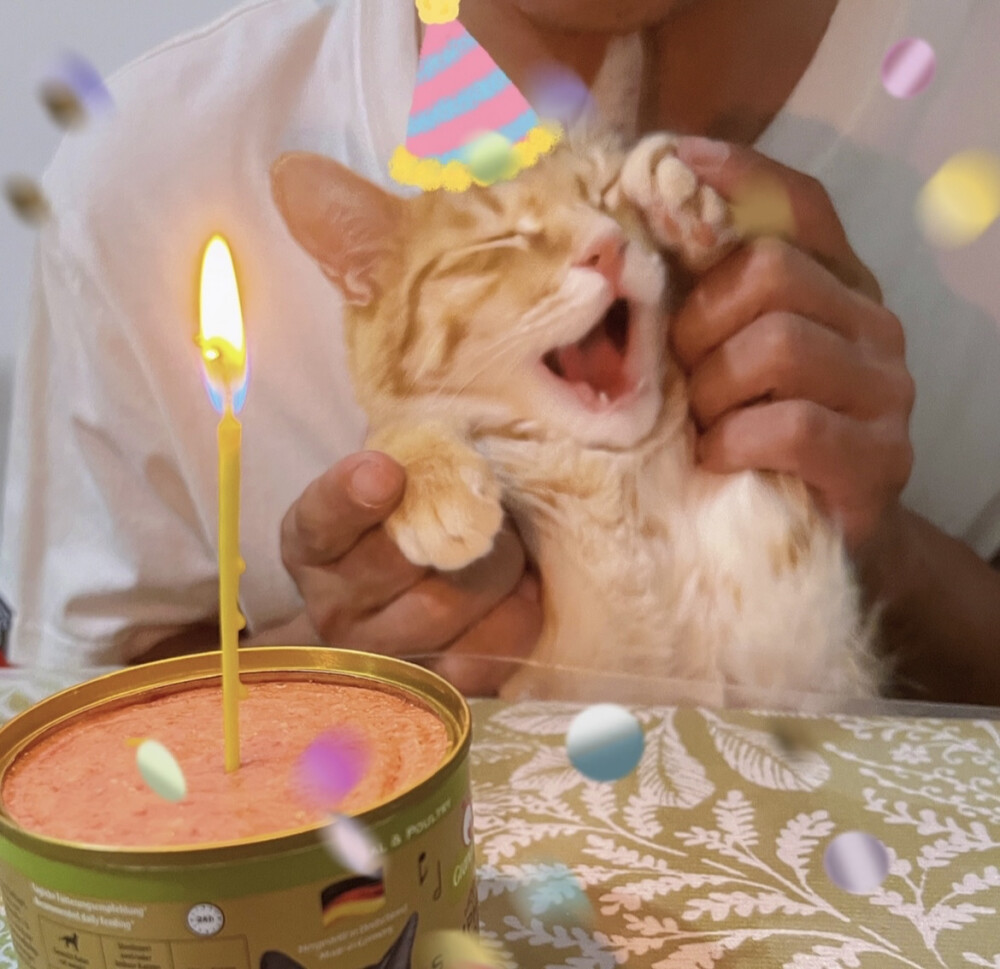 小猫过生日头像