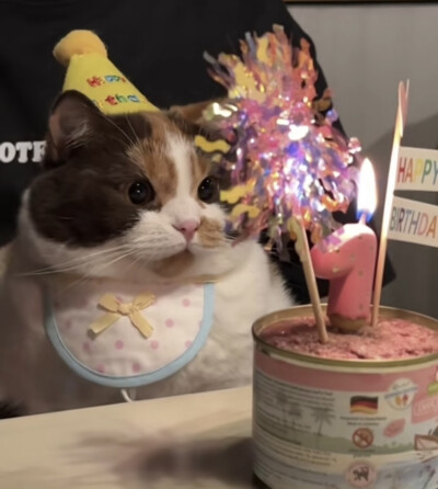 小猫过生日头像