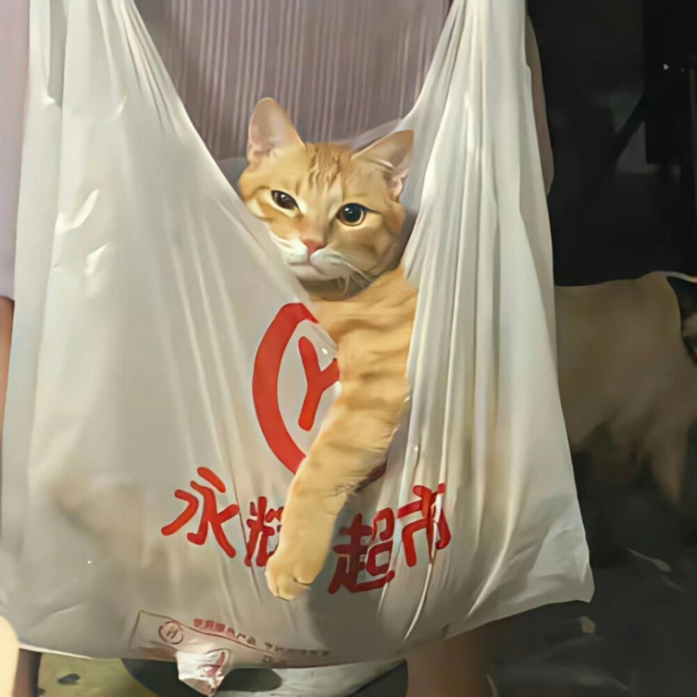 猫咪头像