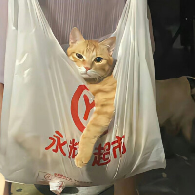 猫咪头像