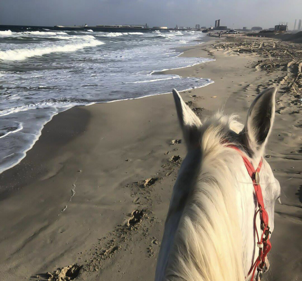 海滩白马