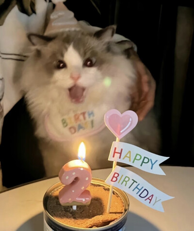 小猫过生日头像