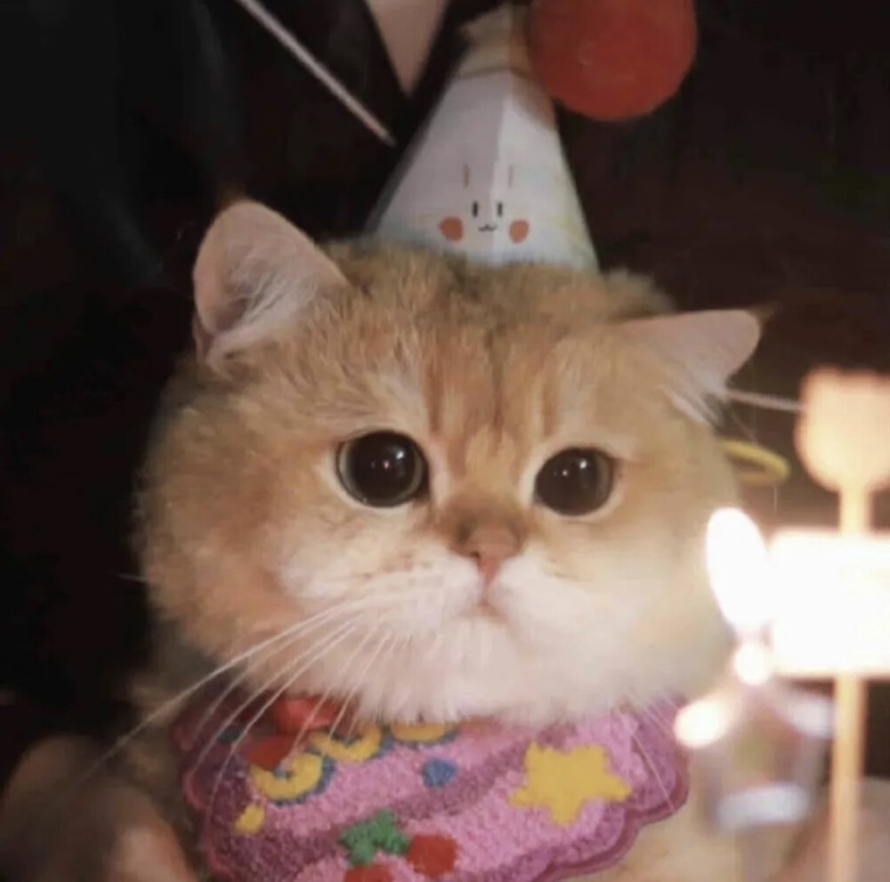 小猫过生日头像