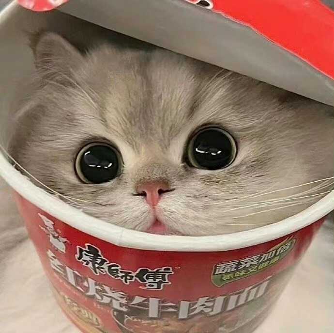 猫咪头像