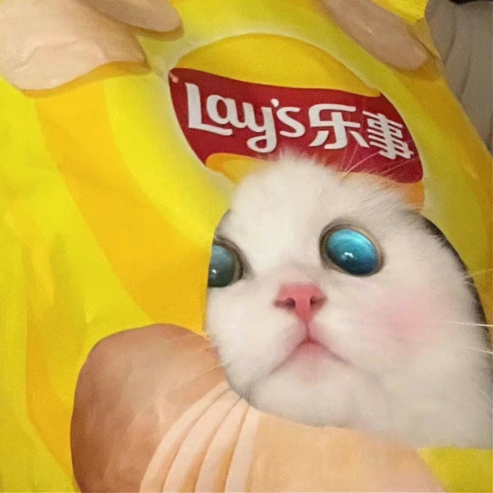 猫咪头像