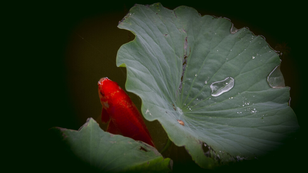 雨露莲叶，鱼水情深。小鱼儿啊水里游，岁月静好笑盈盈，细听曼妙流水声，我们絮语又笛声。爱让身心暖融融，爱恋若知相思苦，不如当初不相思，不相思，哪知相思满眼泪，泪水涟涟已成河 已成河，游断水里相思梦，渴望与君伴一生 伴一生。小鱼儿啊游水中，蹉跎岁月好峥嵘。