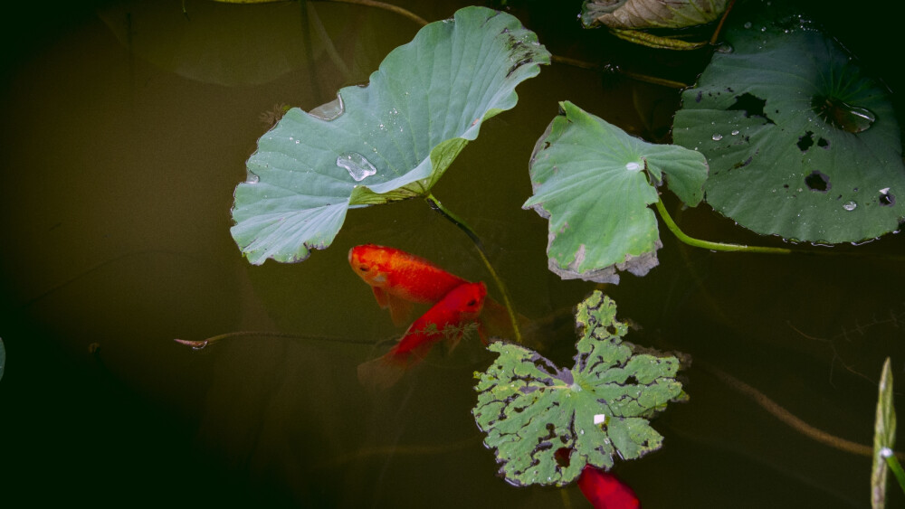 雨露莲叶，鱼水情深。小鱼儿啊水里游，岁月静好笑盈盈，细听曼妙流水声，我们絮语又笛声。爱让身心暖融融，爱恋若知相思苦，不如当初不相思，不相思，哪知相思满眼泪，泪水涟涟已成河 已成河，游断水里相思梦，渴望与君伴一生 伴一生。小鱼儿啊游水中，蹉跎岁月好峥嵘。