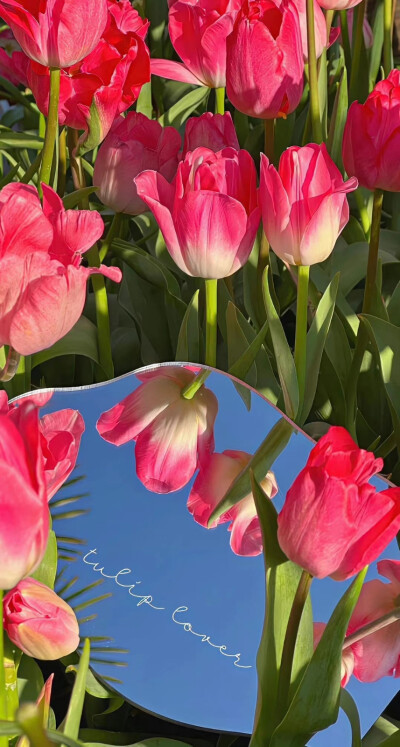 好有氛围感的郁金香壁纸