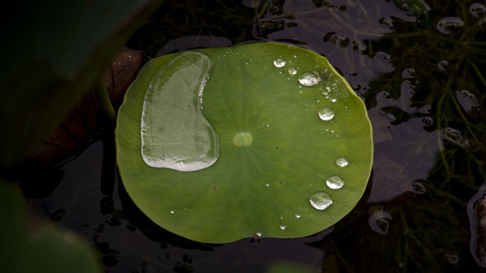 雨露莲叶，鱼水情深。小鱼儿啊水里游，岁月静好笑盈盈，细听曼妙流水声，我们絮语又笛声。爱让身心暖融融，爱恋若知相思苦，不如当初不相思，不相思，哪知相思满眼泪，泪水涟涟已成河 已成河，游断水里相思梦，渴望与君伴一生 伴一生。小鱼儿啊游水中，蹉跎岁月好峥嵘。