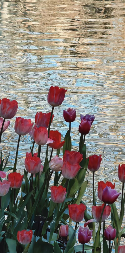 好有氛围感的郁金香壁纸