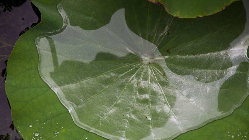 雨露莲叶，鱼水情深。小鱼儿啊水里游，岁月静好笑盈盈，细听曼妙流水声，我们絮语又笛声。爱让身心暖融融，爱恋若知相思苦，不如当初不相思，不相思，哪知相思满眼泪，泪水涟涟已成河 已成河，游断水里相思梦，渴望与君伴一生 伴一生。小鱼儿啊游水中，蹉跎岁月好峥嵘。