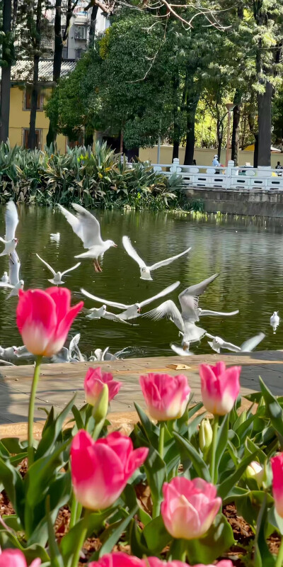 好有氛围感的郁金香壁纸