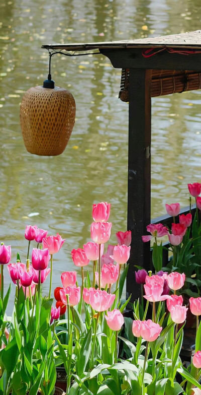 好有氛围感的郁金香壁纸