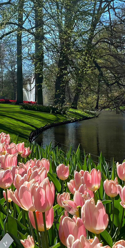 好有氛围感的郁金香壁纸