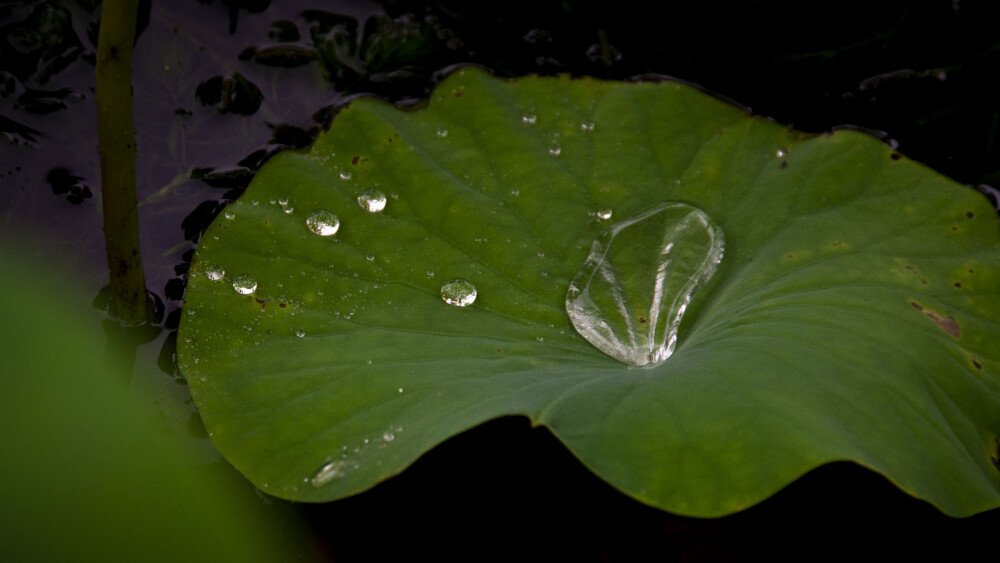 雨露莲叶，鱼水情深。小鱼儿啊水里游，岁月静好笑盈盈，细听曼妙流水声，我们絮语又笛声。爱让身心暖融融，爱恋若知相思苦，不如当初不相思，不相思，哪知相思满眼泪，泪水涟涟已成河 已成河，游断水里相思梦，渴望与君伴一生 伴一生。小鱼儿啊游水中，蹉跎岁月好峥嵘。