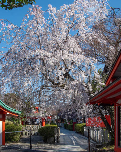 日本 京都市 車折神社 Kurumazaki Shrine 渓仙桜(けいせんざくら) 京泉樱 日本画家の富田渓仙が献木したことでその名が付いた ins mintimu 