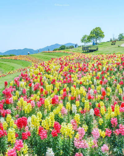 日本 兵庫県 淡路島 金魚草 キンギョソウ 金鱼草 淡路島国営明石海峡公園 ins hana.hana.877