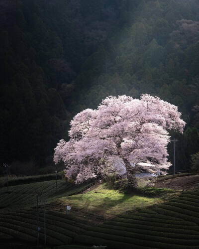 日本 静冈県 牛代の水目桜 一本桜 茶畑 朝霧 ins kazu_photos