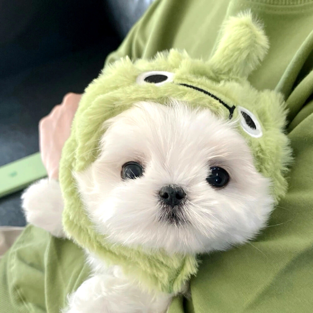 狗狗头像