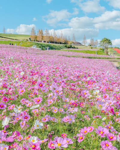 日本 兵庫県 淡路島 コスモス ストライプ秋桜 秋樱 大波斯菊 ins hana.hana.877