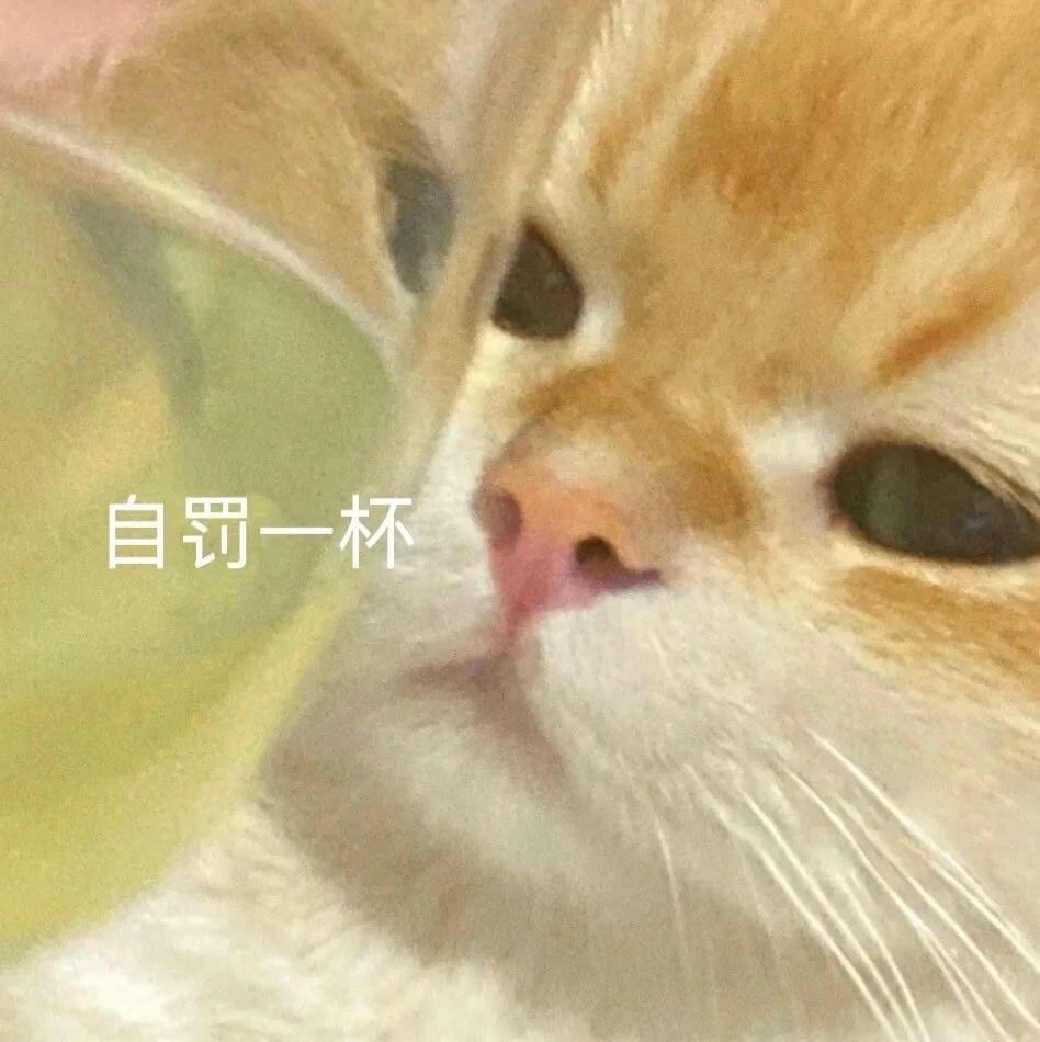 可爱黄色猫咪坡坡popo可爱带字表情包 ​​​