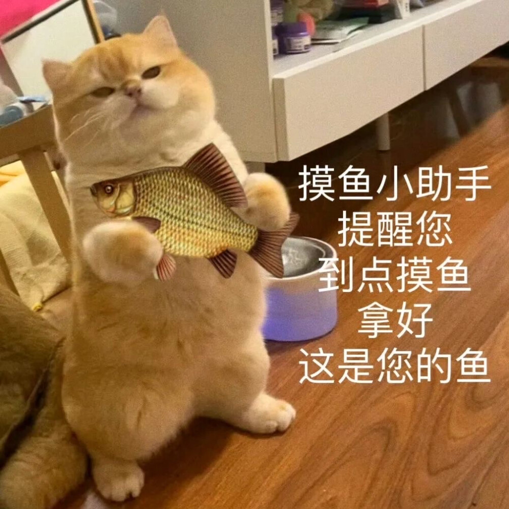 可爱黄色猫咪坡坡popo可爱带字表情包 ​​​