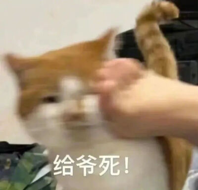 猫猫表情包