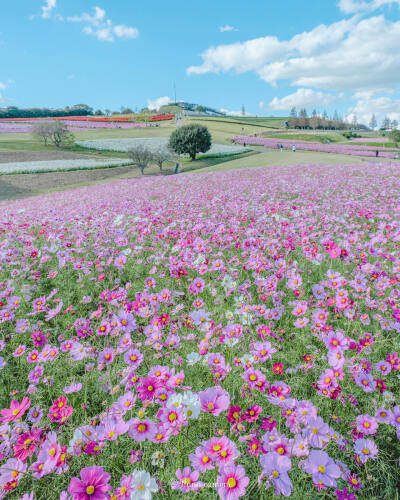 日本 兵庫県 淡路島 コスモス ストライプ秋桜 秋樱 大波斯菊 ins hana.hana.877