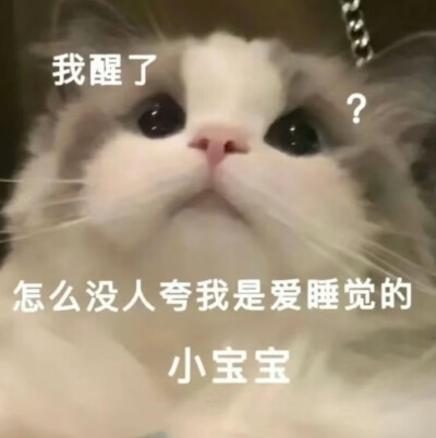 我醒了 怎么没人夸我是最爱睡觉的小宝宝
猫猫 表情包#冷瞳