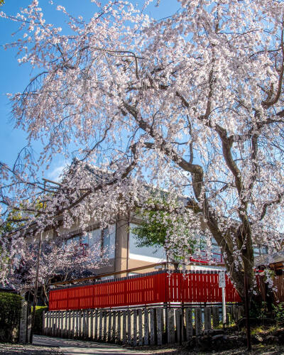 日本 京都市 車折神社 Kurumazaki Shrine 渓仙桜(けいせんざくら) 京泉樱 日本画家の富田渓仙が献木したことでその名が付いた ins mintimu 