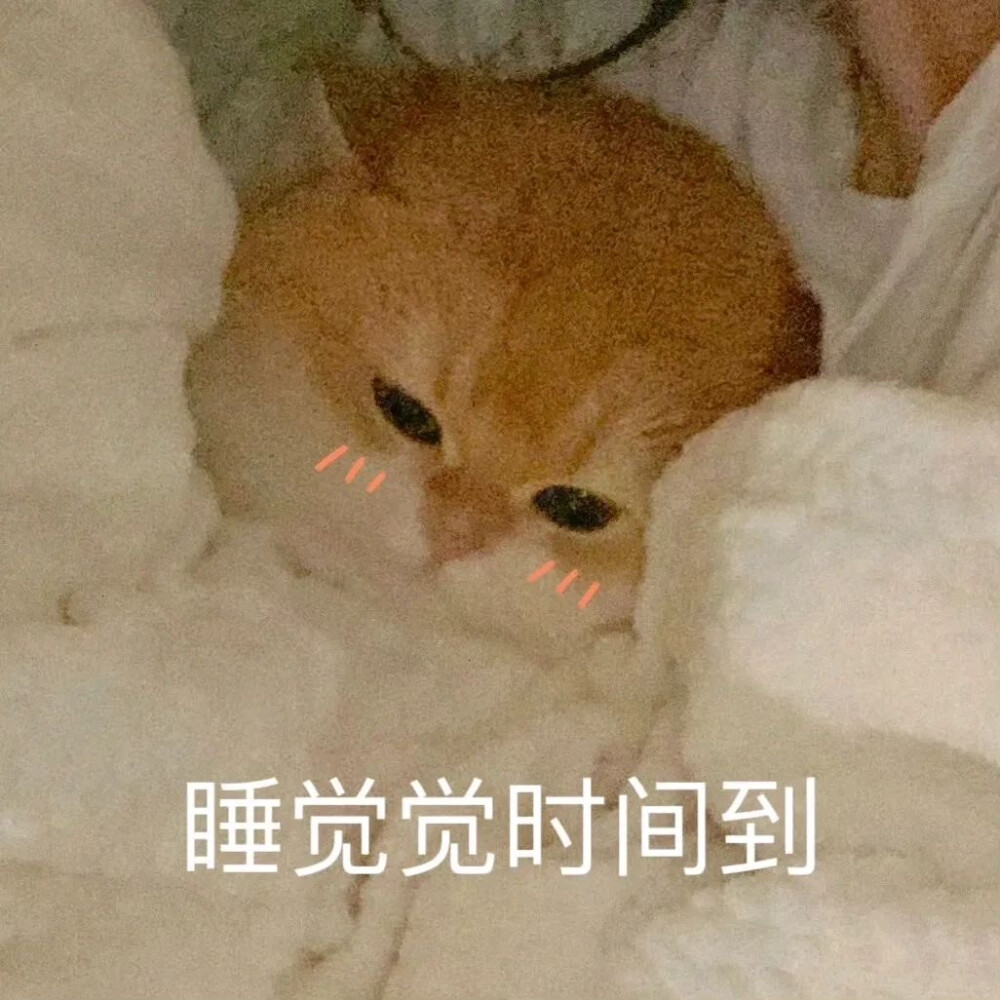 可爱黄色猫咪坡坡popo可爱带字表情包 ???