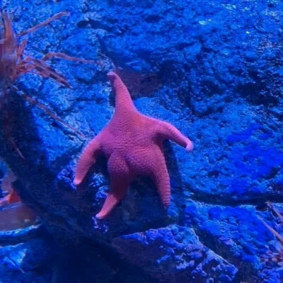 派大星