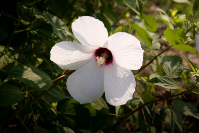 暑邀炎日斗芳妍，绫白绡红放欲仙。芙蓉葵为草本植物，花朵大堪比人的手掌。花色多为白、粉红、红和紫红色，花朵色彩艳丽，清新脱俗，高贵大气且花瓣颜色一日三变。晨粉色白色，中午浅红色，晚深红紫色。