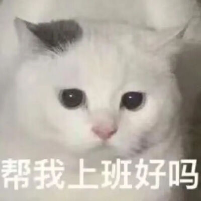 猫猫表情包