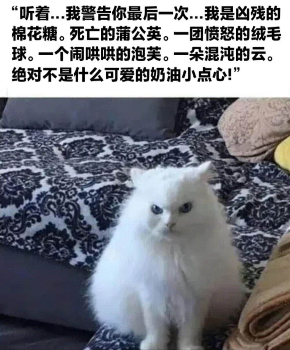 绝对不是什么可爱的奶油小点心
可爱猫猫
#冷瞳