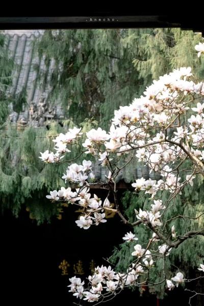 花 风景 清冷 壁纸图集#冷瞳