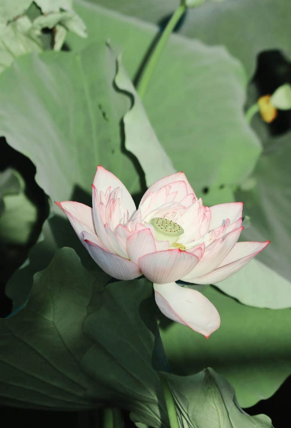 荷花#冷瞳